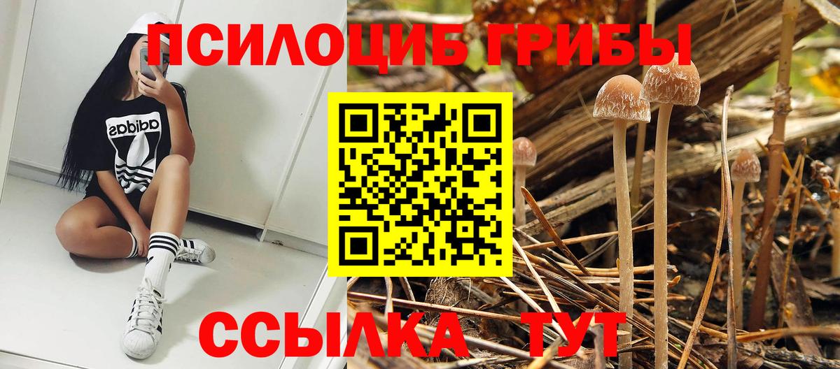 Псилоцибиновые грибы Psilocybe  Вход с VPN  Пенза 